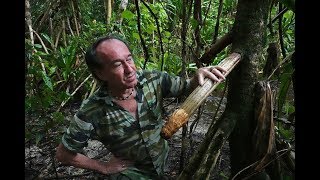 FIELD TRIP WITH PATRICK BLANC IN SOLOMON ISLANDS 1  GUADALCANAL amp VANGUNU [upl. by Slrahc]