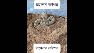 রাসেল ভাইপার সাপ ধরা খাইছে shorts রাসেল ভাইপার সাপ rasel vai par [upl. by Clayberg]