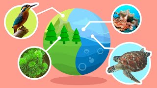 Natural Habitats and Ecosystems  Compilation Video  Science for Kids [upl. by Pancho]