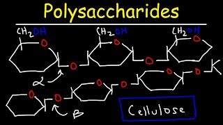 Polysaccharides  Starch Amylose Amylopectin Glycogen amp Cellulose  Carbohydrates [upl. by Okemak]