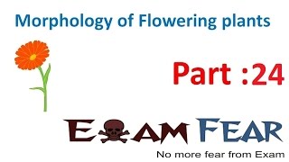 Biology Morphology of Flowering Plants part 24 Placentation types CBSE class 11 XI [upl. by Markson]