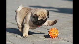 Funniest and Cutest Pug Dog Videos Compilation 2020 [upl. by Orteip]