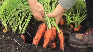 Best timings and methods for bigger harvests my Diary tips for easier growing [upl. by Faustine]