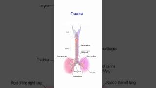 Respiratory system ll श्वसन तंत्र ll [upl. by Adnohsat30]