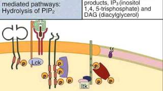 Early Tyrosine Phosphorylation and the Calcium and Protein Kinase C Mediated Signaling Pathways in T Lymphocytes [upl. by Lexa]