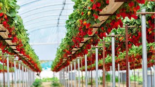 Awesome Hydroponic Strawberries Farming  Modern Agriculture Technology  Strawberries Harvesting [upl. by Nauquf]