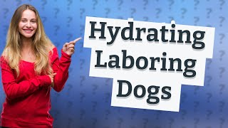 Can dogs drink water while in labor [upl. by Ayres735]