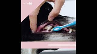 Comment brosser les dents de son chien [upl. by Dlanod]