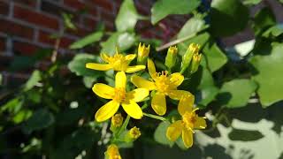 Senecio angulatus Algerian senecio  Fast growing winterflowering vine [upl. by Thayne]