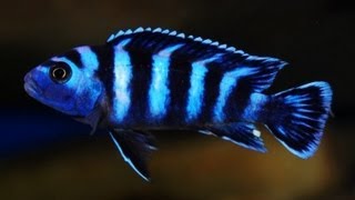 How To Look After Demasoni  Pseudotropheus Demasoni  Dwarf Mbuna [upl. by Muryh509]