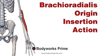 Brachioradialis Anatomy Origin Insertion amp Action [upl. by Kreit350]