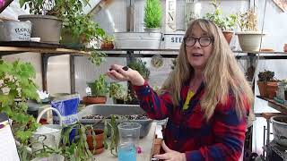 Propagating Christmas Cactus Cuttings [upl. by Appolonia34]