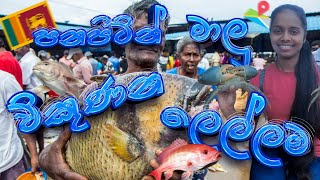 LIVE FISH MARKET IN SRI LANKA 🐟  පනපිටින් මාලු විකුනන ලංකාවේ එකම ලෙල්ලම BATTICALOA 🇱🇰 🇱🇰 [upl. by Oliana]