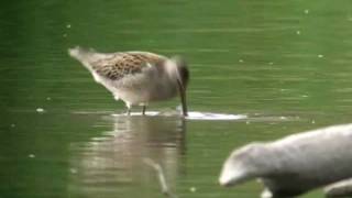 Longbilled Dowitcher [upl. by Akcirre940]