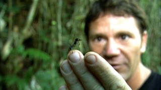 Worlds Biggest Ant  Bullet Ant  Deadly 60  BBC Earth [upl. by Ibot712]