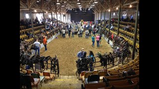 My experience at The Dixie Horse Auction with Gracie Mae [upl. by Rad]