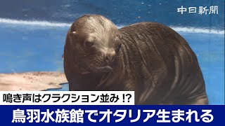 鳴き声はクラクション並み 鳥羽水族館でオタリア生まれる [upl. by Mullane]