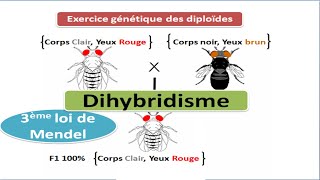 Exercice de génétique des diploïdes cas de dihybridisme [upl. by Cirdec701]