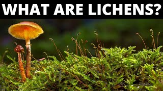 Do You Know What Are Lichens [upl. by Whitaker531]