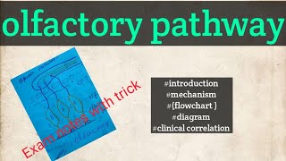 olfactory pathway physiology specialsences [upl. by Deegan]