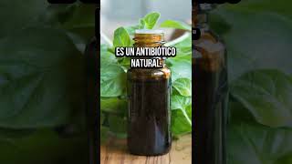 3 Sorprendentes Beneficios de Comer Oréganoquot orégano salud [upl. by Alegnatal]