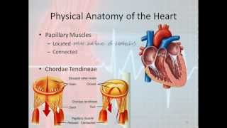 Basic Electrophysiology part 1  Mechanical Anatomy of the Heart part 1 [upl. by Imit]