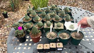 EUPHORBIA OBESA COLLECTION SEEDLINGS TO HYBRIDS plants succulent rare nature [upl. by Eibur]