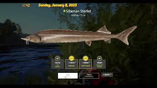 Russian fishing4 2023 rf4Lower Tunguska Riverhow to catch Siberian Sterlet [upl. by Novyert]