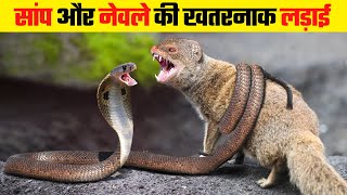 सांप और नेवले की दिल दहला देने वाली लड़ाई  Snake vs Mongoose Fight [upl. by Lemar]