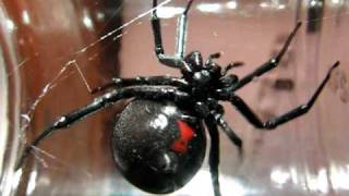 Huge Black Widow Spider [upl. by Lamonica]