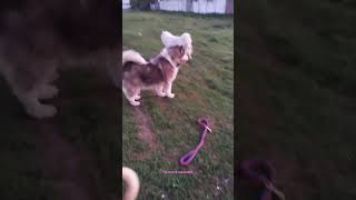 Alaskan malamute y samoyedos perros lobos [upl. by Vizza425]