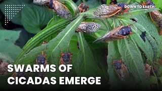 The emergence of cicadas in 2024 will rewire ecosystems [upl. by Brasca]