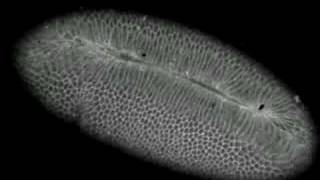 Drosophila gastrulationventral furrow formation [upl. by Eitirahc]