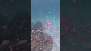 Diving With Jellyfish in South Florida [upl. by Annorah]