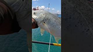 Giant Trevally fishingvideo fishing angler mancing anglermania mancingmania anglerliar [upl. by Odlaw109]