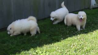 Samoyed Puppies For Sale [upl. by Svetlana]