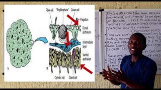 INTRODUCTION TO METAZOA [upl. by Aseretairam]