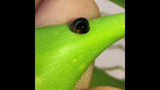 A Black Ladybird beetle  Beneficial insect for plants [upl. by Curran]