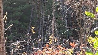 Ballooning Spiders amp Others Flying Through the Air on Halloween [upl. by Berlinda]