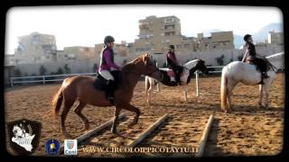 Momenti di allenamento al Circolo Ippico Taytù  Palermo [upl. by Johnath]