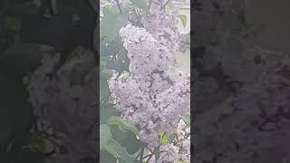 Le Lilas  Plante Médicinale et Comestible  Lilac Medicinal and Edible Plant [upl. by Malloch]