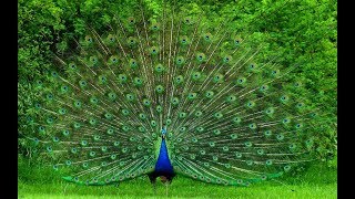 Beautiful Peacock Dance with natural sound  Pets Planet [upl. by Pennington]