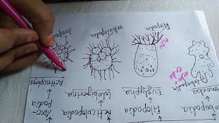 Locomotion in protozoa for bsc [upl. by Nnaeitak]