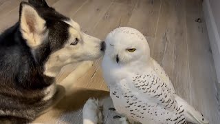 Precious interaction between husky and owl best friends [upl. by Fachan]