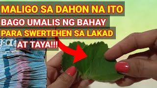 3 DAHON ng OREGANO IPahid Bago Tumaya Para Swertehen inday8buhayprobinsya [upl. by Haelat]