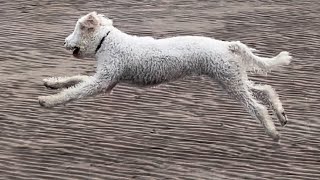 Labradoodle in Flight 🐾✨ [upl. by Ocsisnarf]