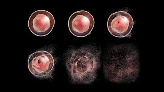 Apoptosis y senescencia celular [upl. by Fennie]