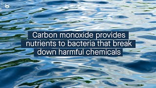 Bacteria involved in environmental cleanup can use nutrients derived from carbon monoxide [upl. by Xuaeb970]