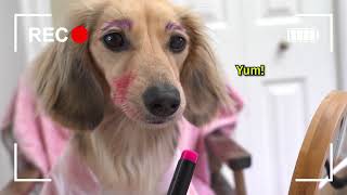 Ep10 Aint No Puppy No More  Daphne’s Vlog Cute Dachshund Video [upl. by Cozza]