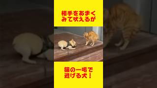 猫の威嚇でびびる犬！Cats intimidation is chattering dog cat 猫 dog 犬 shorts [upl. by Belanger]